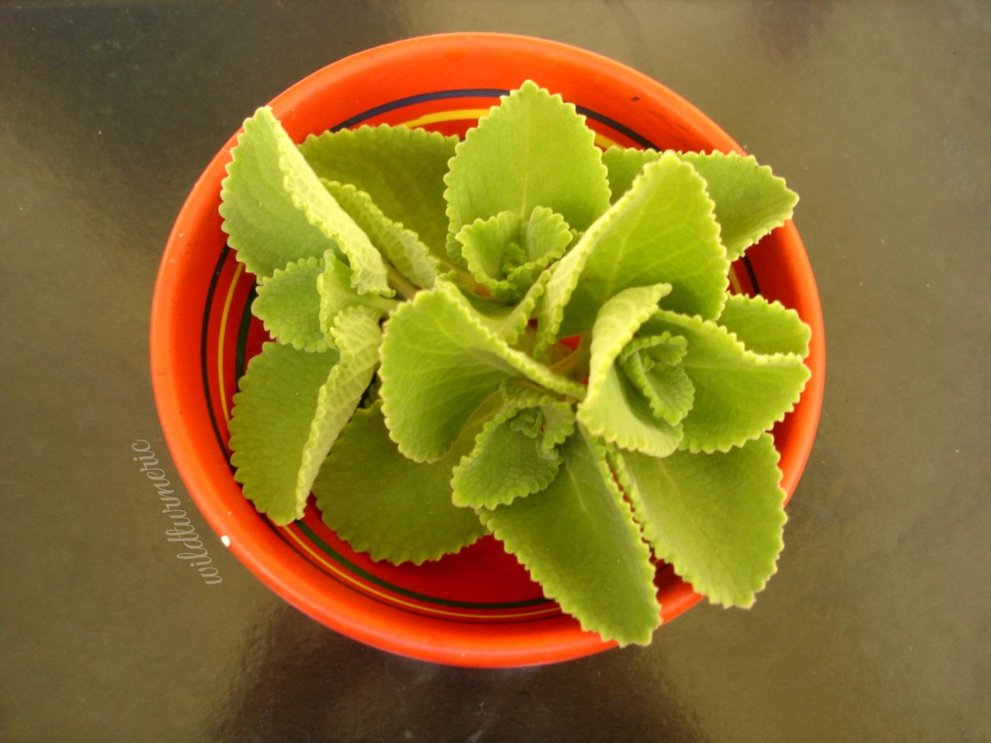Karpuravalli Medicinal Uses