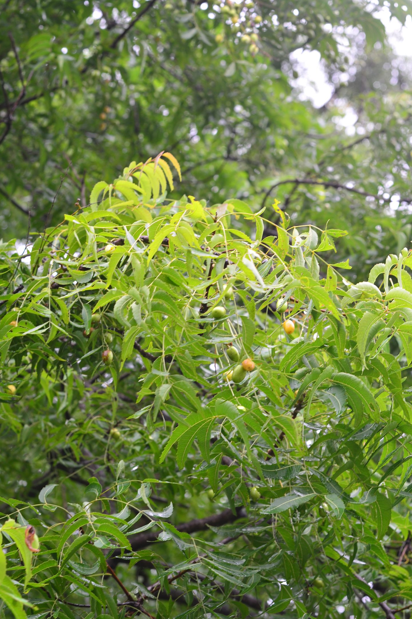 neem powder health benefits