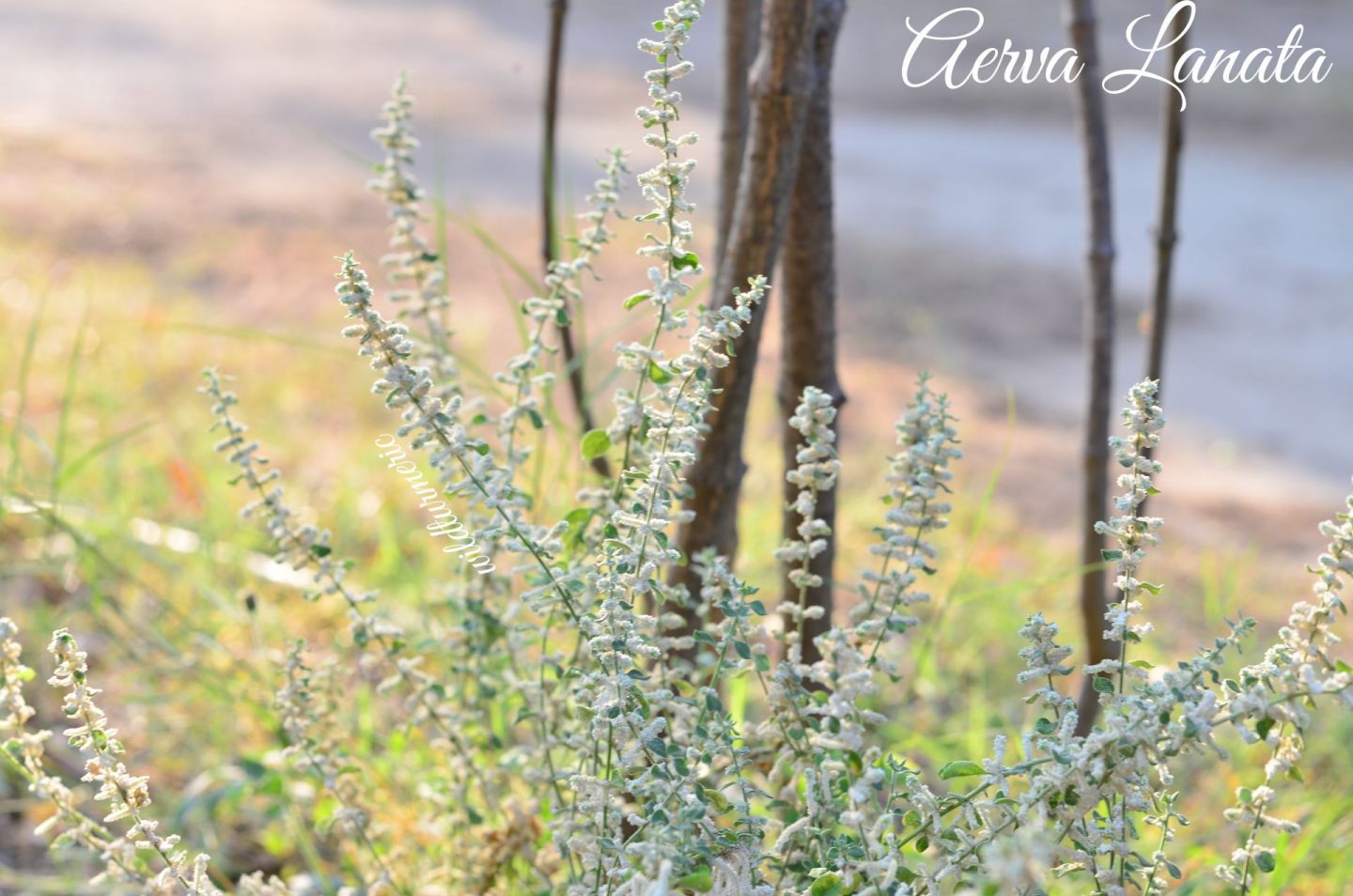 Aerva Lanata Medicinal Uses