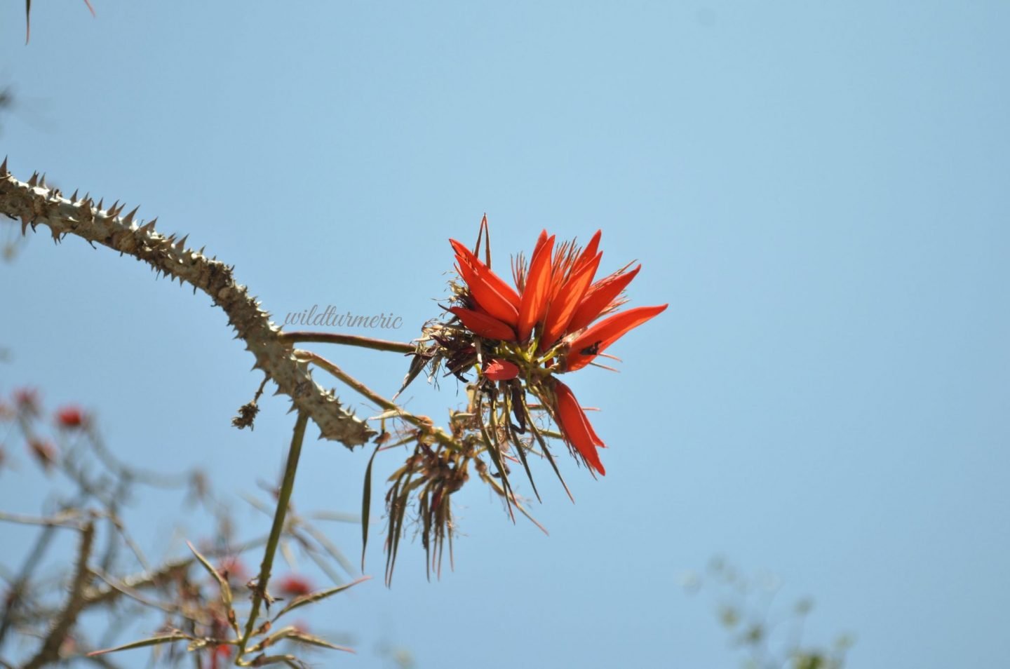 erythrina variegata medicinal uses