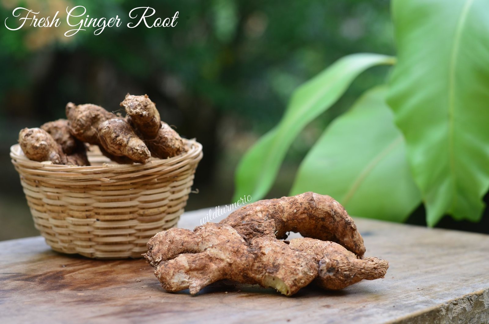 Top Health Benefits Of Ginger Adrak Wildturmeric