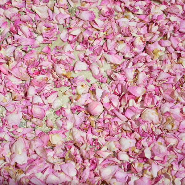 DIY Recipe: How to Make Rose Oil for Face, Skin & Hair + Uses ...