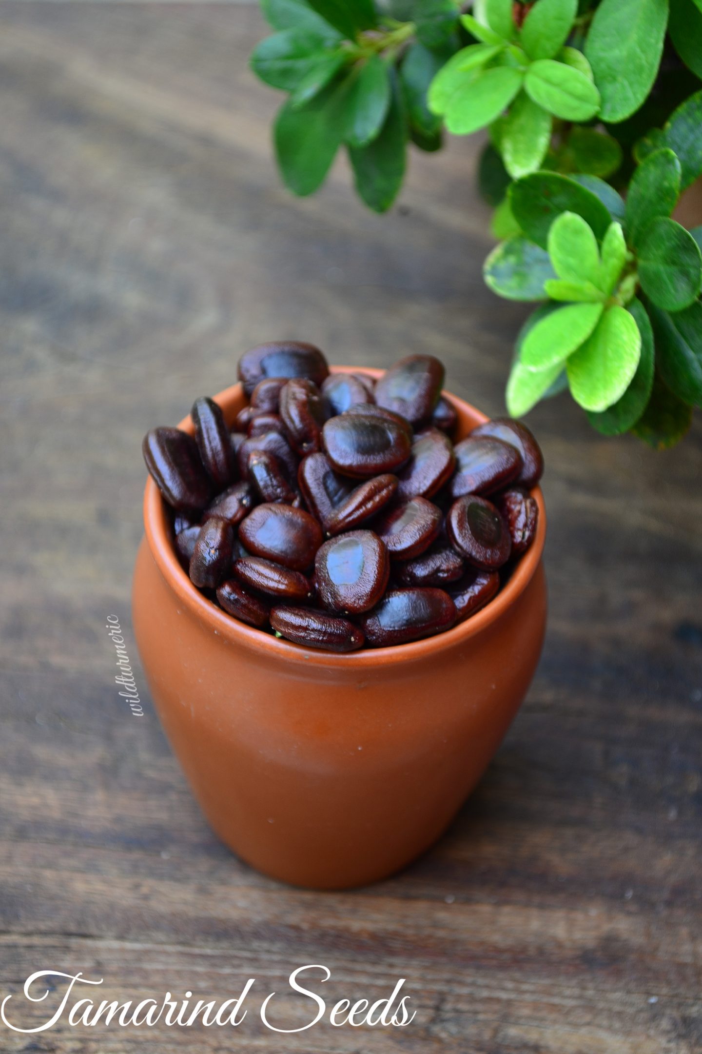 6 Top Benefits Uses Of Tamarind Seeds Wildturmeric