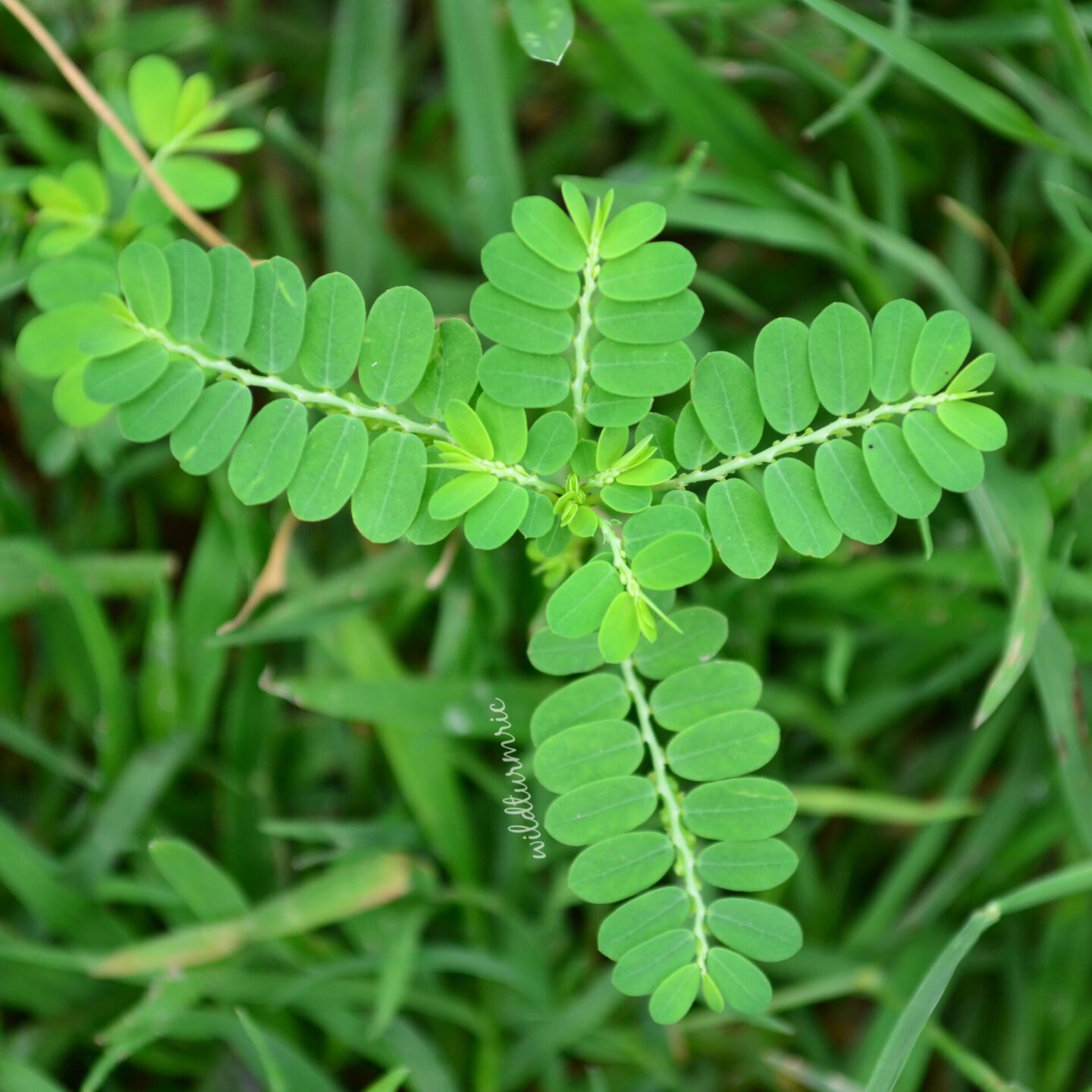 keelanelli herb