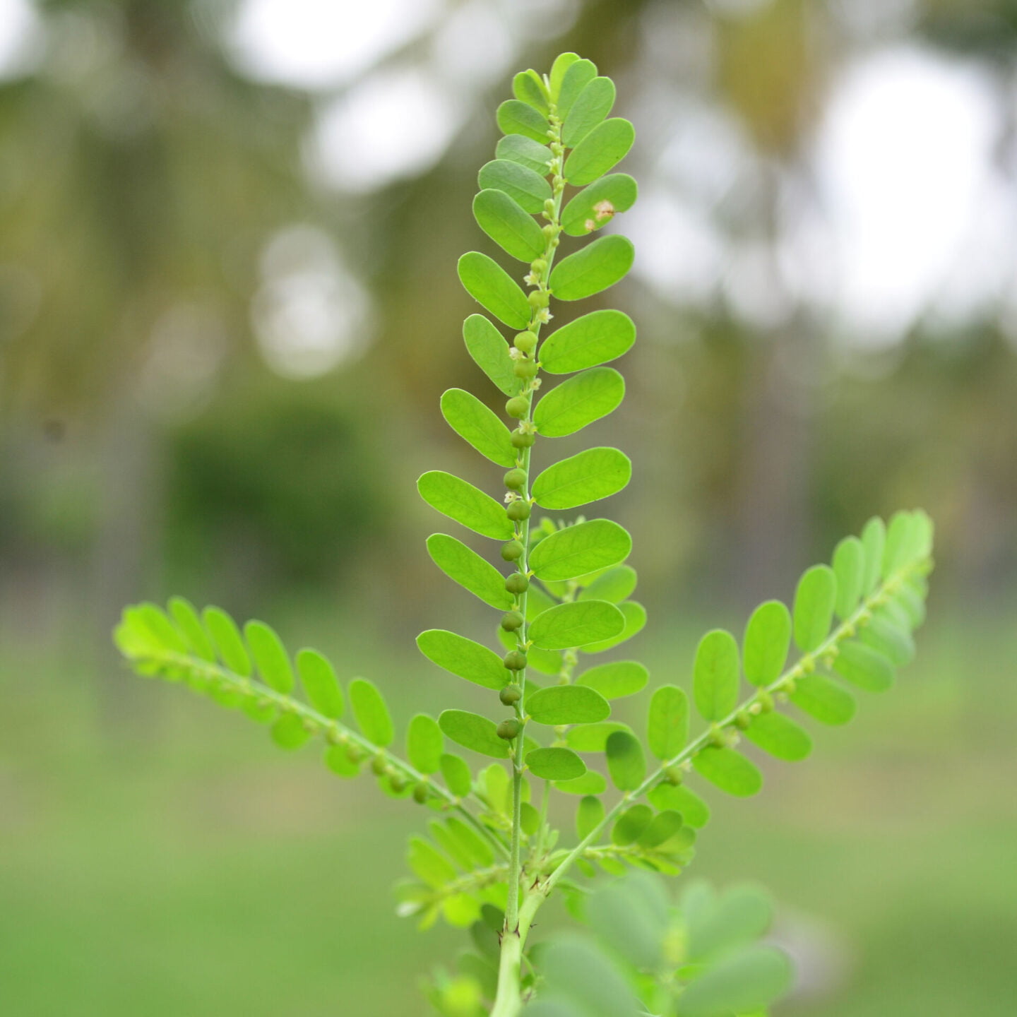 phyllanthus niruri health benefits