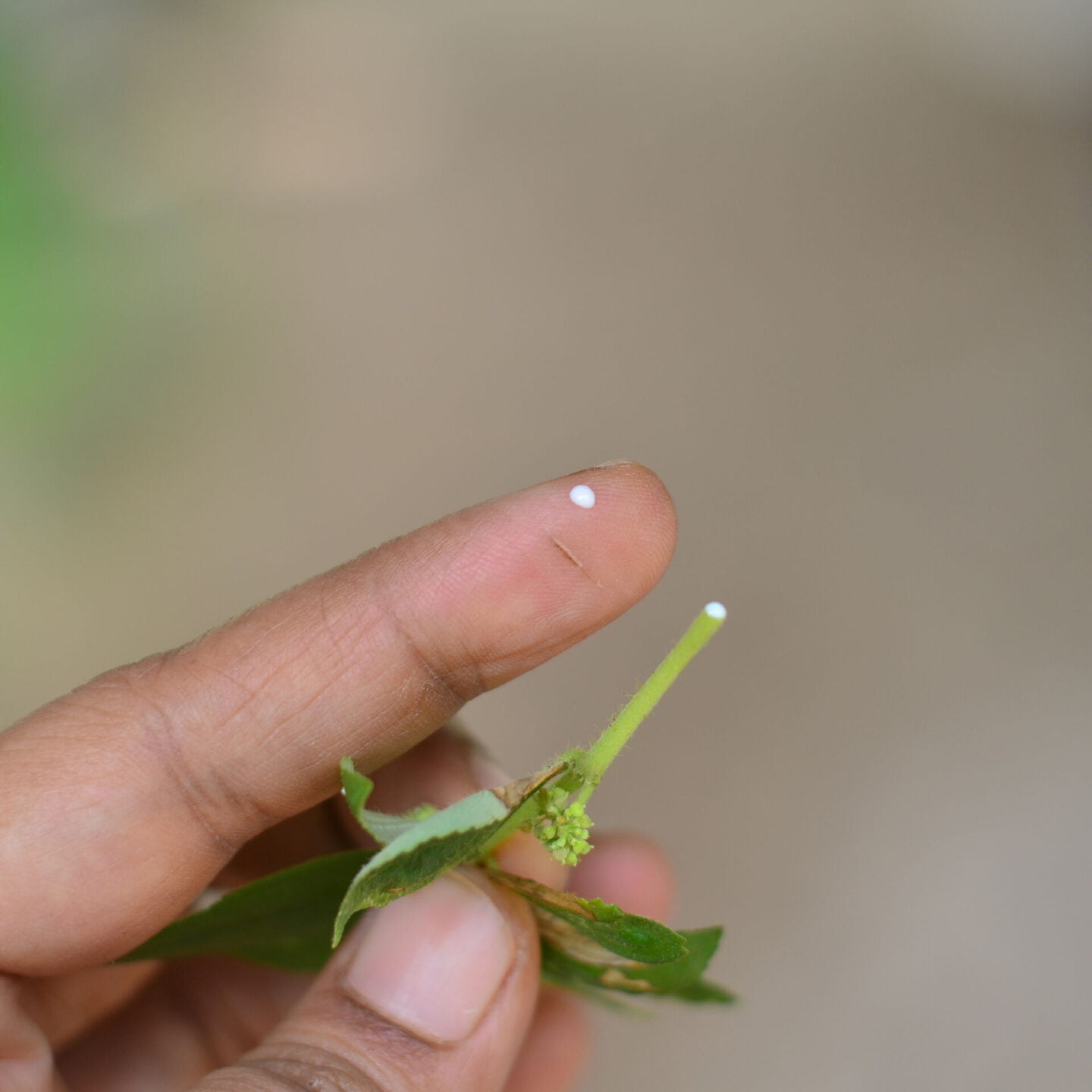 amman pacharisi for warts