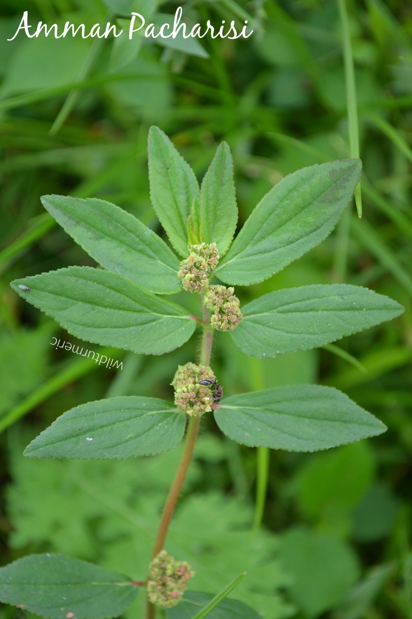 amman pacharisi health benefits