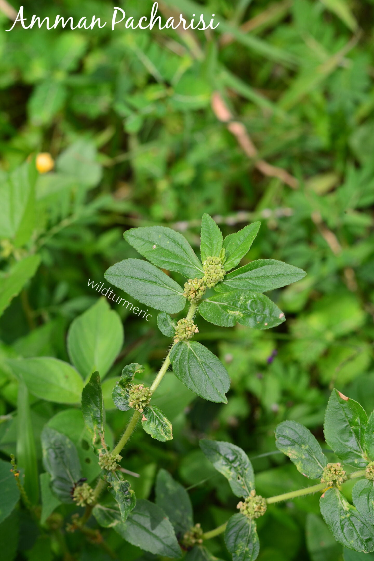 amman pacharisi ilai