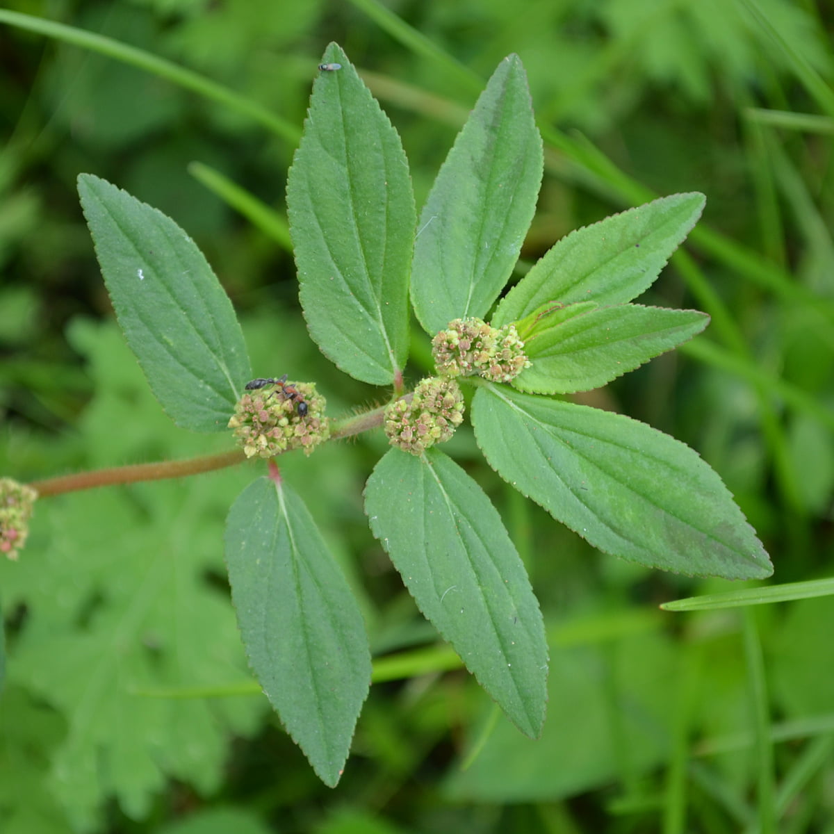 amman pacharisi medicinal uses