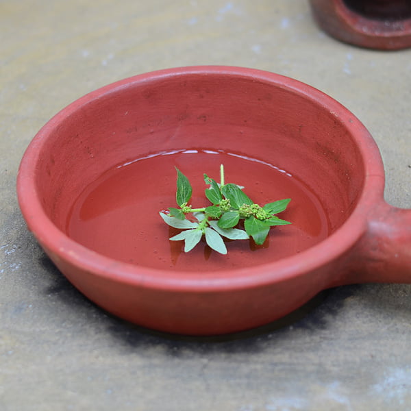 amman pacharisi powder uses