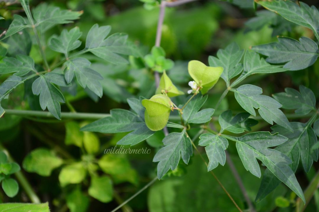 10 Top Benefits & Uses Of Mudakathan Keerai (balloon Vine) For Hair 