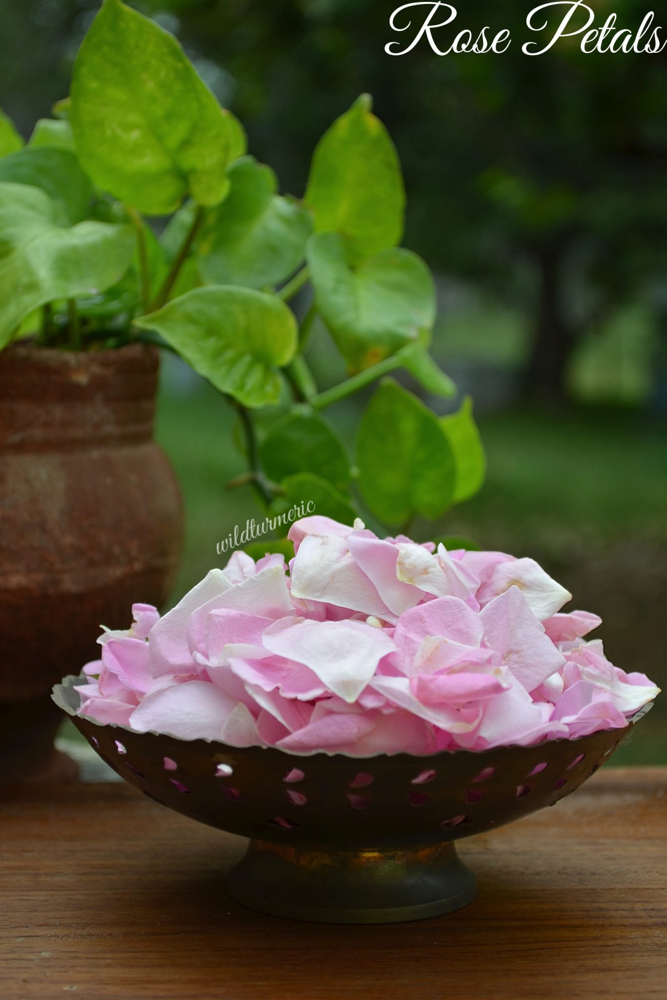 5-amazing-benefits-uses-of-rose-petals-for-skin-hair-lips-health