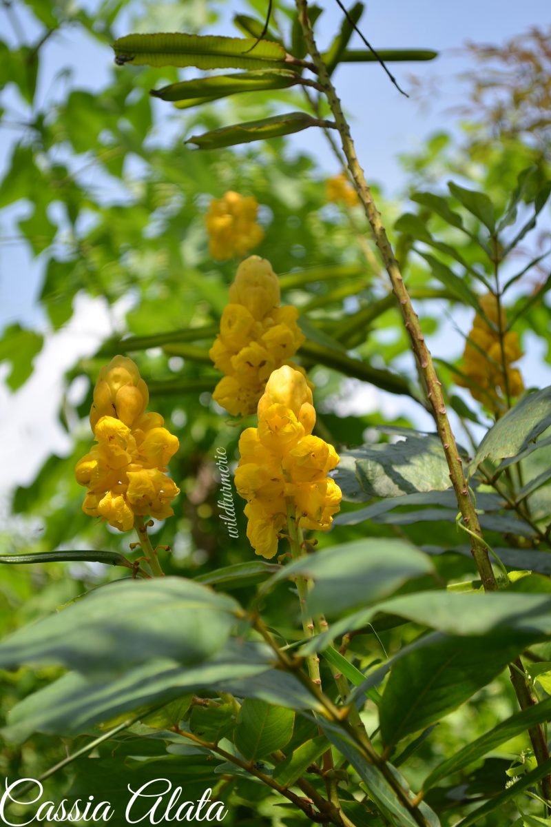 8 Top Medicinal Uses And Benefits Of Cassia Alata Akapulko Seemai Agathi Wildturmeric 