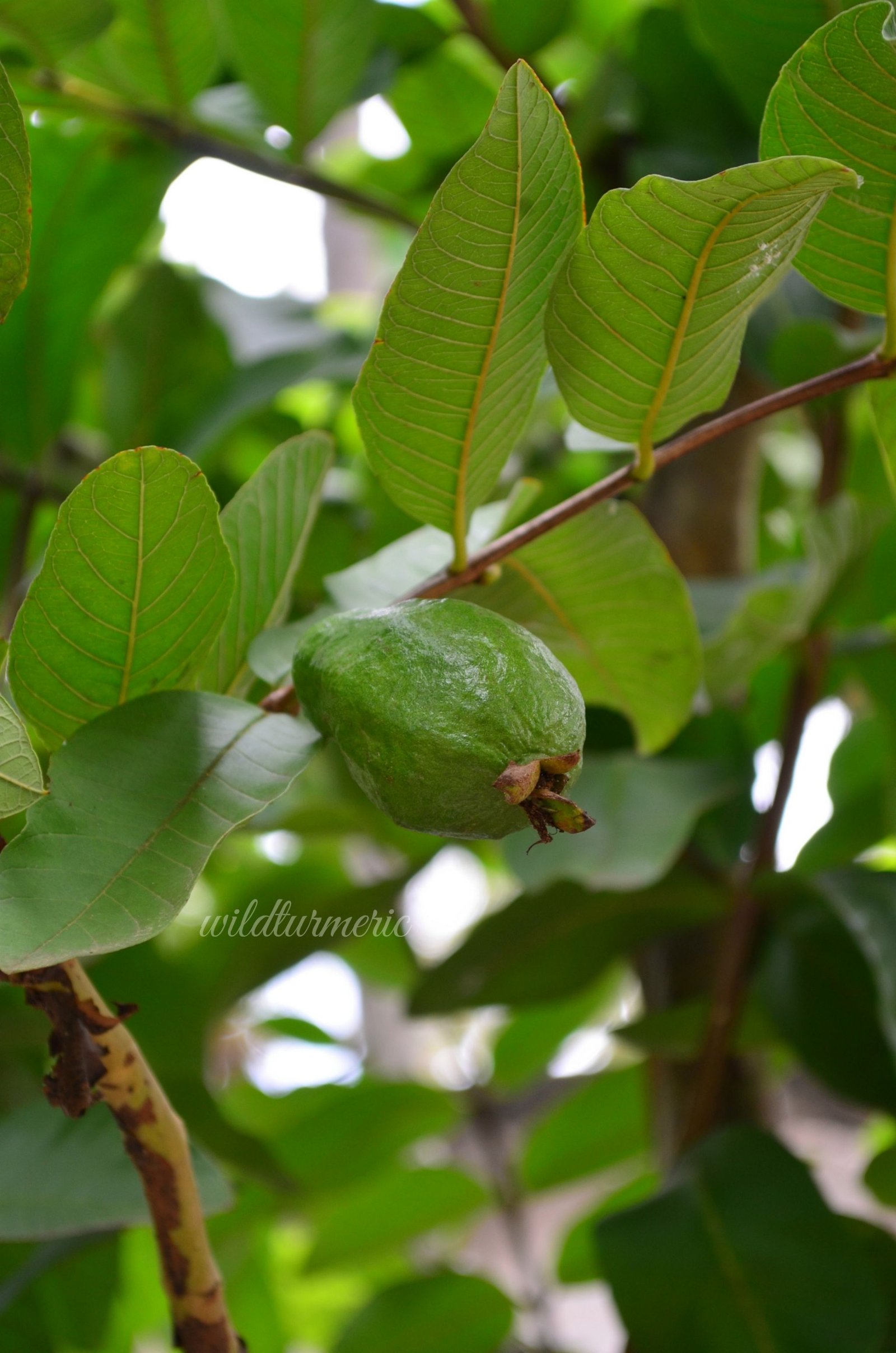 5 Ways To Use Guava Leaves For Hair Growth & Stop Hair Loss - Wildturmeric