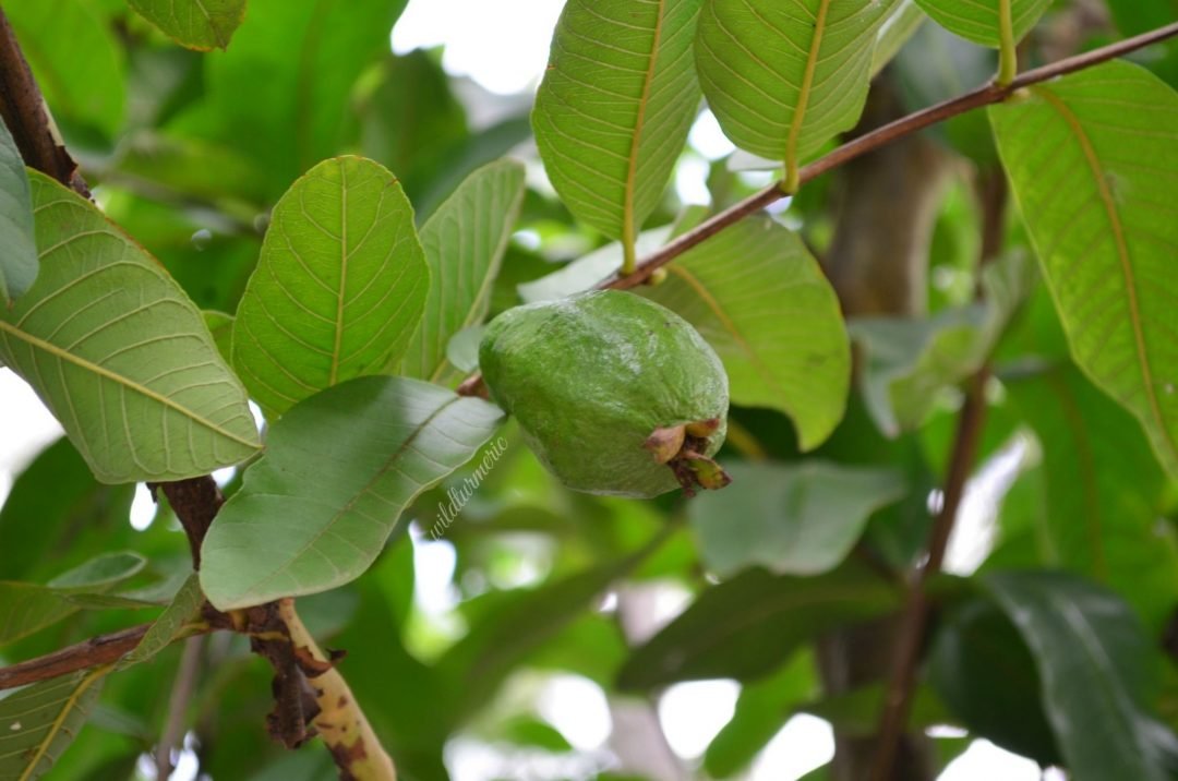 5 Ways To Use Guava Leaves For Hair Growth & Stop Hair Loss - Wildturmeric